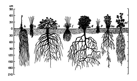 Système racinaire du roseau commun (rhizomes)