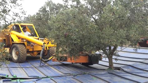 Récolte mécanique des olives