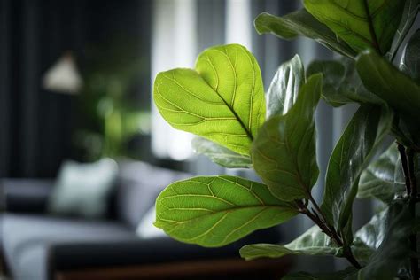 Ficus lyrata dans un salon moderne