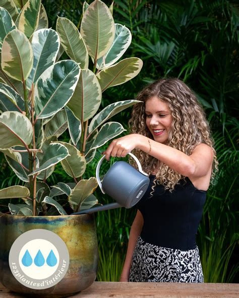 Arrosage et brumisation d'un Ficus lyrata