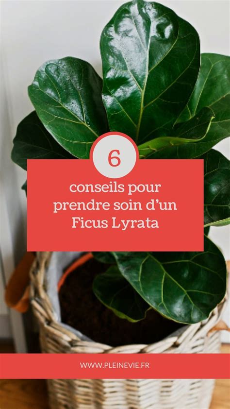 Schéma des coupes de taille pour un Ficus lyrata