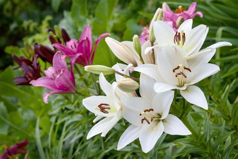 Illustration d'un jardin avec des lys en pleine floraison