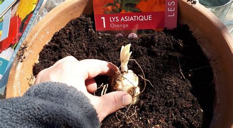 Image d'un paillis protégeant les bulbes de lys