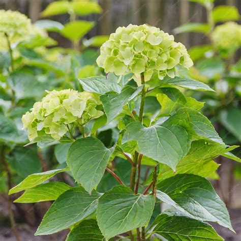 Hydrangea paniculata fleurs et feuilles caractéristiques