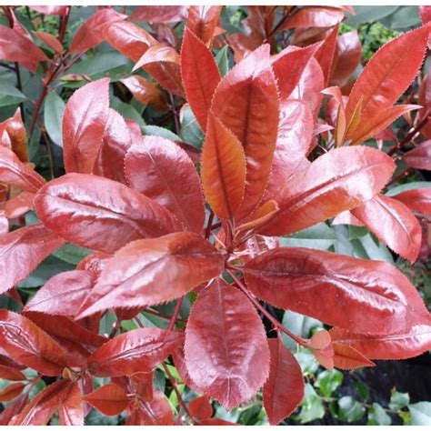 Photinia Red Robin vibrant leaves