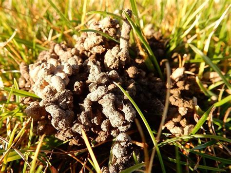 Turricules de vers de terre sur une pelouse