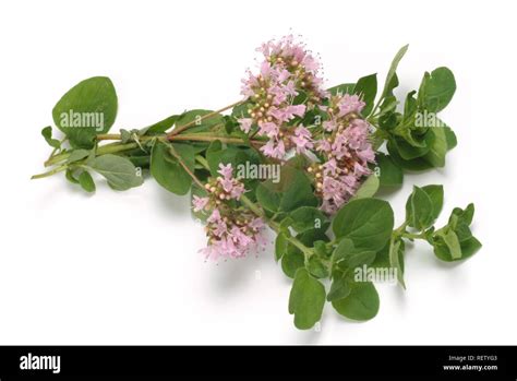 Origano selvatico in fiore