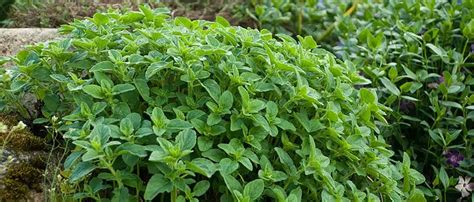 Plantation d'origan en pot