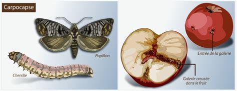Dessin de la chenille du carpocapse du prunier