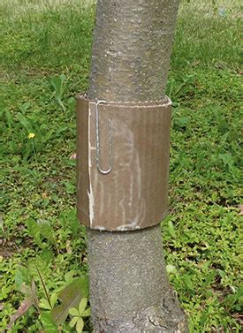 Bande piège en carton ondulé autour d'un tronc d'arbre