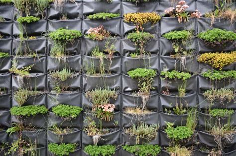 Mur végétal avec espalier en acier inoxydable