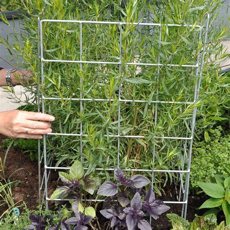 Comparaison espalier galvanisé et espalier inox