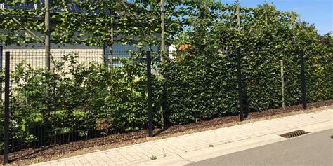 Exemple d'espalier en treillis métallique au jardin