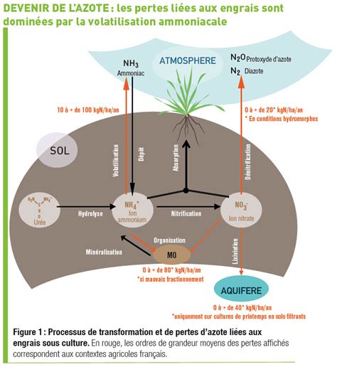 Infographie sur les alternatives aux engrais azotés de synthèse