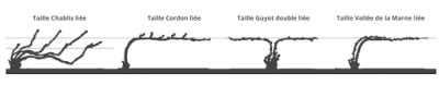 Schéma des différents types de taille de clématite