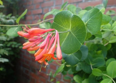 Illustration botanique du Lonicera × brownii 'Dropmore Scarlet'