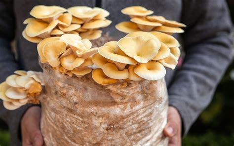 Enfants cultivant des champignons à la maison