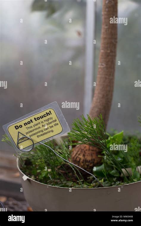 panneau d'avertissement plante toxique