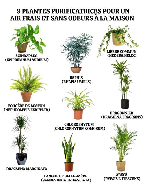 Diagramme des plantes purificatrices d'air