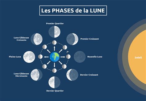 Un calendrier lunaire montrant les phases de la lune pour la récolte des graines.