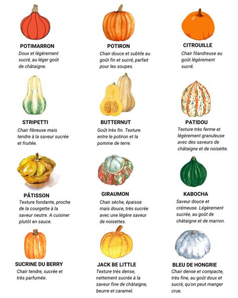 Illustration de différentes variétés de courges avec leurs noms scientifiques.