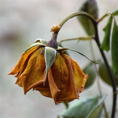 Vue rapprochée de graines de souci tombant d'une fleur fanée.