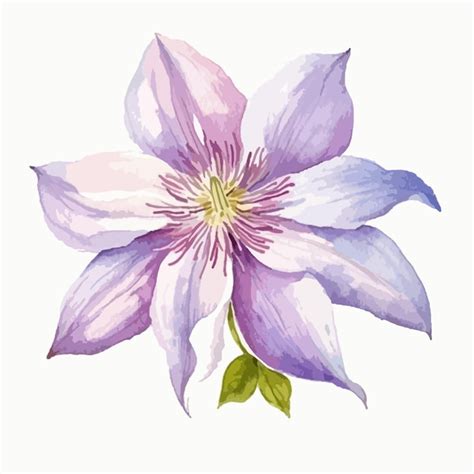 Illustration d'une Clematite flammula en pleine floraison