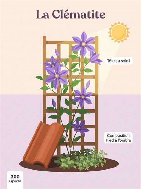 Schéma illustrant l'emplacement idéal pour une clématite : tête au soleil, pieds à l'ombre