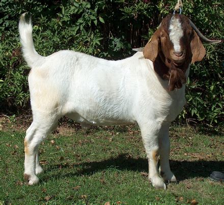 Chèvre Boer et boucs sahéliens