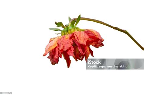 Illustration de la suppression des fleurs fanées sur un dahlia