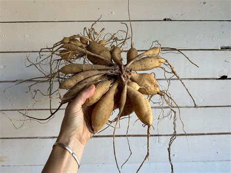 Étapes de l'hivernage des tubercules de dahlia