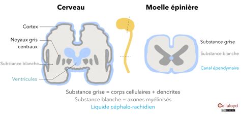 Organisation de la substance blanche et grise dans le cerveau et la moelle épinière