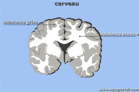 Composition de la substance grise et ses différents types de cellules
