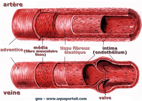 Anatomie microscopique d'une artère élastique