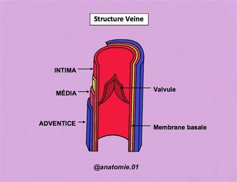 Structure d'une veine avec valvules