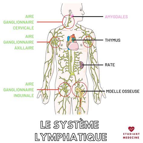 Schéma du système lymphatique