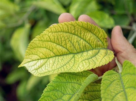 Feuilles d'hortensia présentant des signes de chlorose