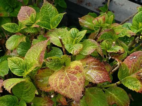 Feuilles d'hortensia atteintes d'oïdium