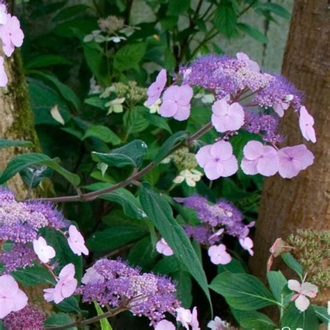 Hortensia à feuilles sucrées (Hydrangea serrata ‘Oamacha’)