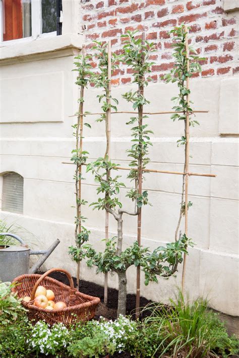 Pêcher en palmette en pleine floraison sur un mur
