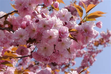 Variétés de fleurs de cerisier du Japon