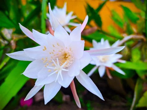 Epiphyllum en fleurs