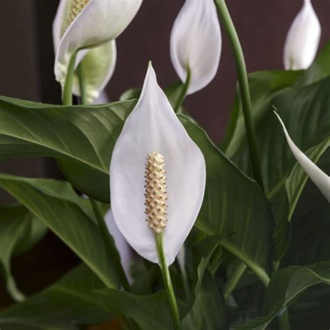 Spathiphyllum en pot