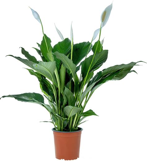 Diverses variétés de Spathiphyllum