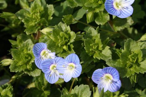 Détail de la fleur de Veronica persica