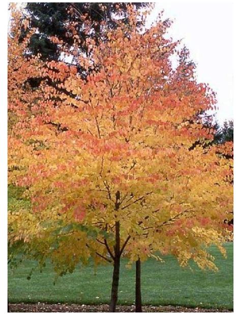 Arbre au Caramel en couleurs automnales