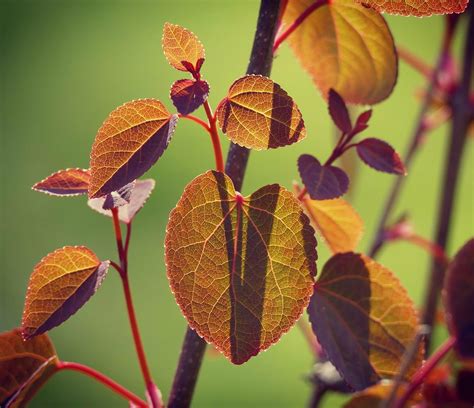 Feuilles du Cercidiphyllum japonicum au printemps, en été et en automne