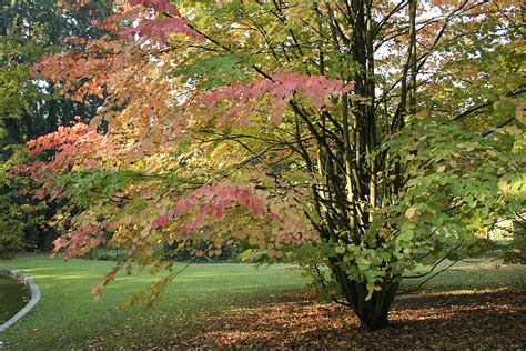 Diagramme des types de sol préférés par le Cercidiphyllum japonicum