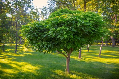 Arbre au Caramel en isolé dans un jardin