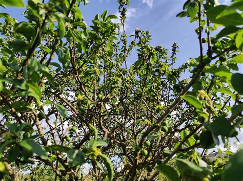 Feuilles de prunier recroquevillées à cause des pucerons